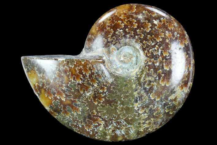 Polished, Agatized Ammonite (Cleoniceras) - Madagascar #119100